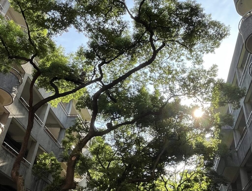 雜亂及過於枝條過密的社區樹木